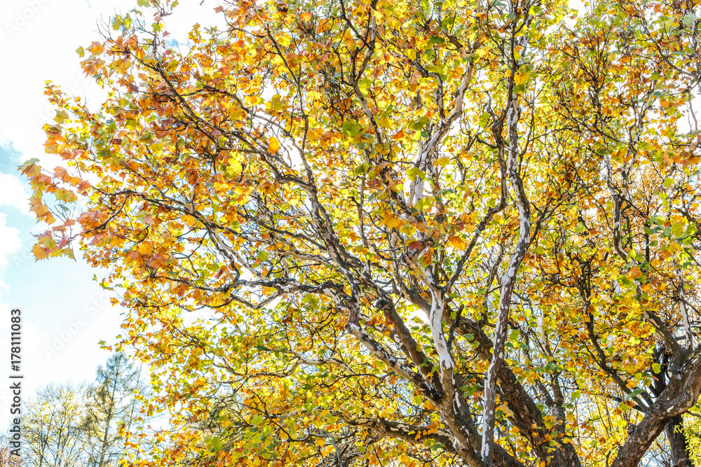 Old huge plane tree with yellow foliage against sunny sky in autumn. Platanus tree in fall park Old huge plane tree with yellow foliage against sunny sky in autumn. Platanus tree in fall park