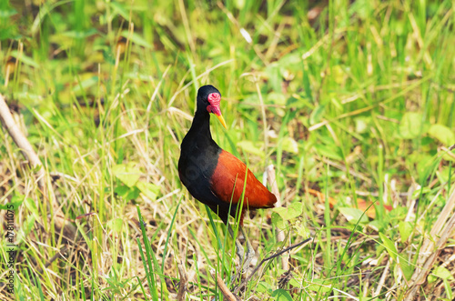 Wattled Jacana bird. Small bird with black body, brown wings, red head and orange beak. Also known as Cafezinho bird.