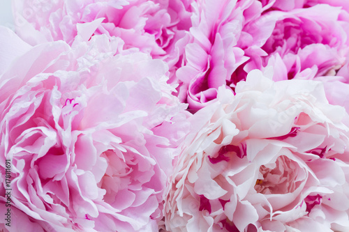 Fototapeta Naklejka Na Ścianę i Meble -  Pink floral macro background of fresh pink peony flowers petlas