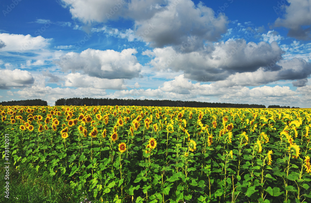 Field of blooming sunflowers on a background of cloudy blue sky