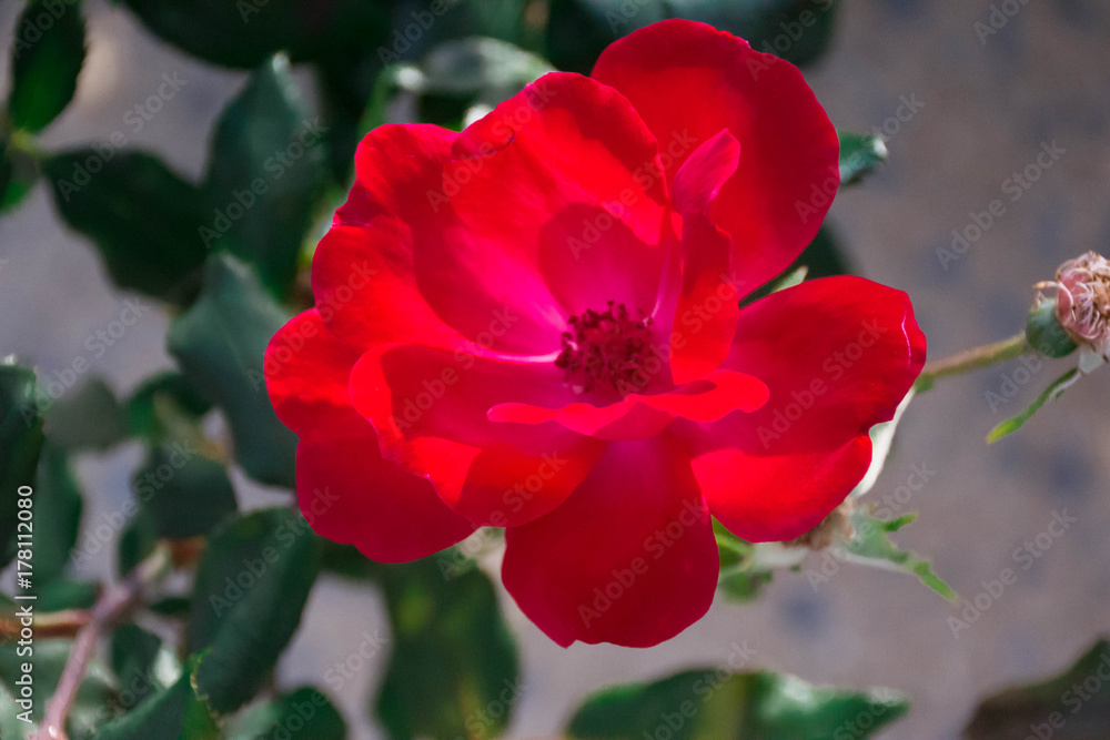 Rose red color Rose red color