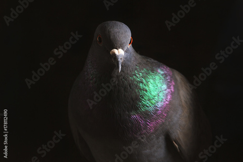 dove with a metallic reflection on the feathers looks like a darkness