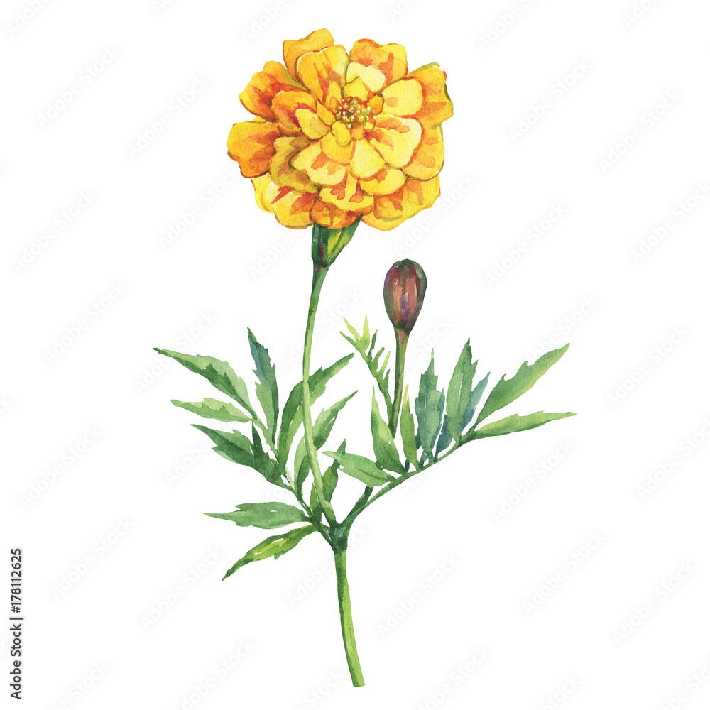 Obraz Tagetes patula, the French marigold (Tagetes erecta, Mexican marigold). Yellow marigold. Garden flowering plant. Watercolor hand drawn painting illustration isolated on white background.