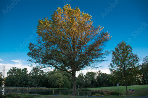 Blue Sky in the afternoon walk