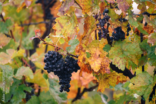 Autumnal vineyard with mature bunches of grapes in South Moravia region