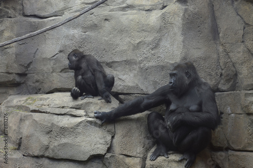 Mother and daughter gorilla