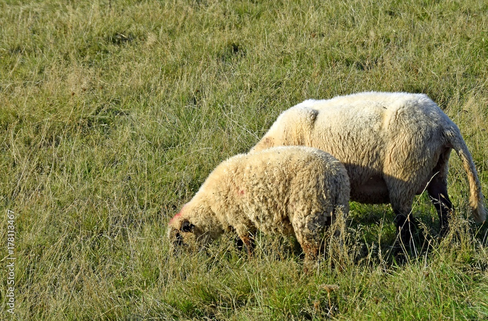 sheep on a pasture feeding on grass, early Autumn sheep on a pasture feeding on grass, early Autumn