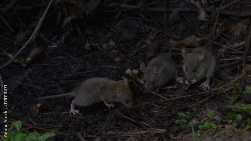 Full shot of several rats drinking and eating from the ground Full shot of several rats drinking and eating from the ground