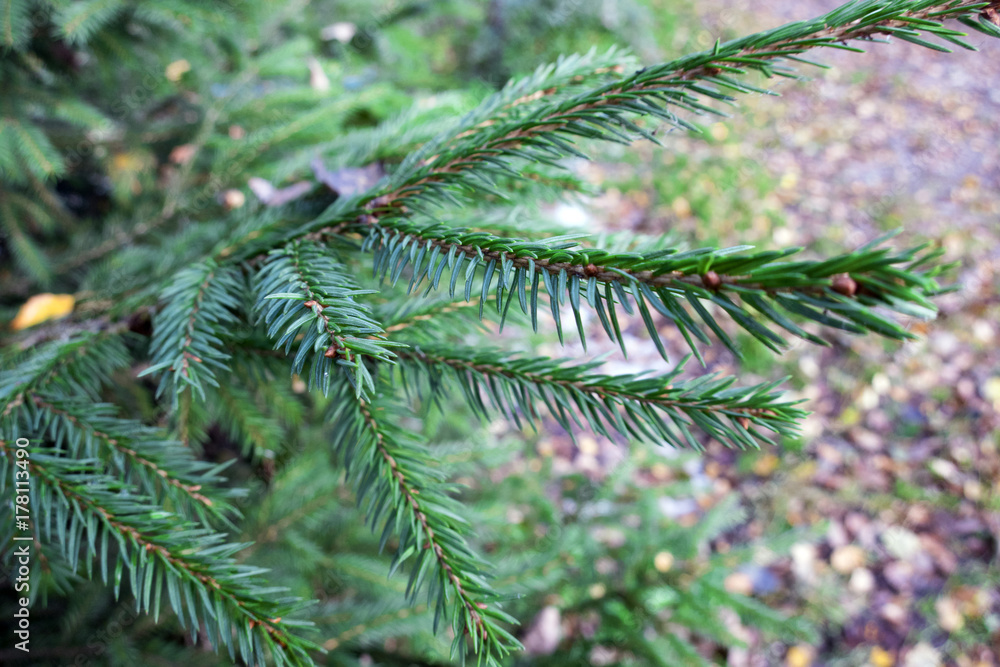 fir branch fir branch