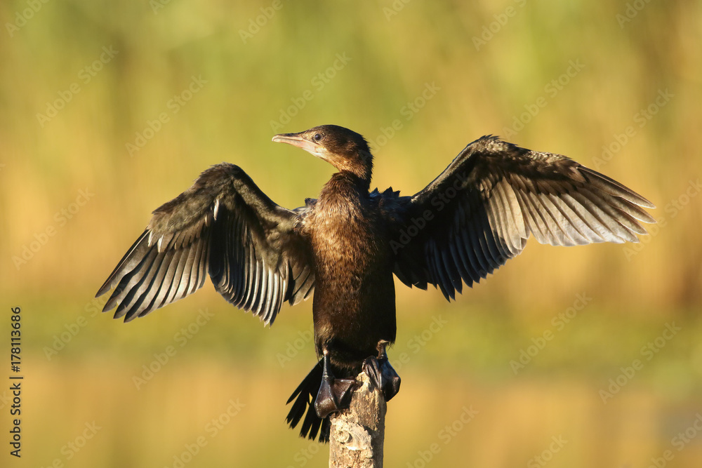 Obraz premium The pygmy cormorant (Microcarbo pygmeus) sitting on the branch in the middle of pond with open wings and green background