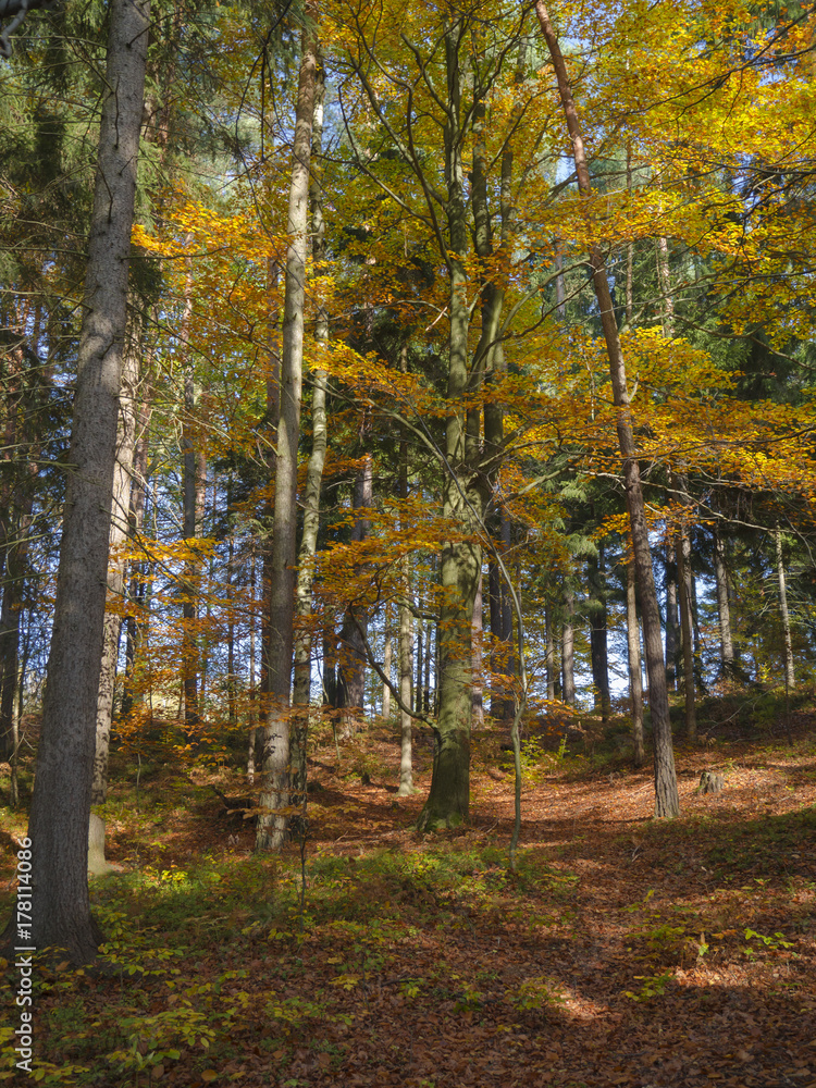 colorful autumn deciduous beech tree and spruce tree forest ground covered with fallen leaves