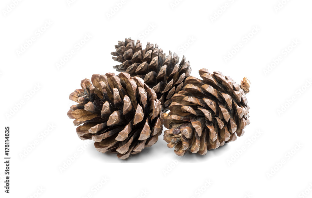 Pine cone isolated on white background Pine cone isolated on white background