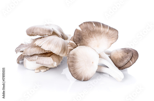 mushrooms isolated on white background