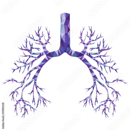 Human low poly bronchus with trachea, carina in purple and blue. Human organ. photo