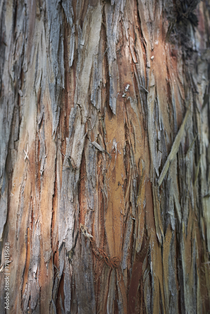 Taxodium distichum bark