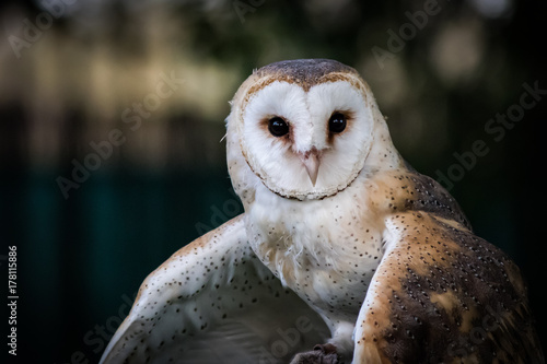 Common Barn Owl (Tyto alba) portrait in Fauna Aventura, Madrid.