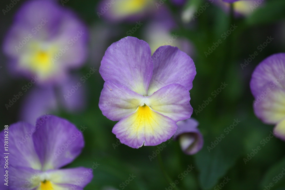 Purple Pansy Purple Pansy