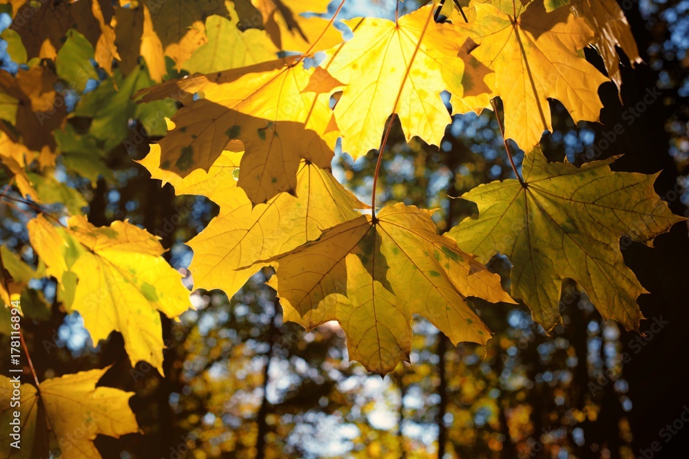 Fototapeta premium Sun shining through autumn yellow maple leaves
