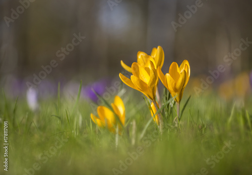 Under the spring sun.The yellow crocus has opened the petals towards to the spring sun.