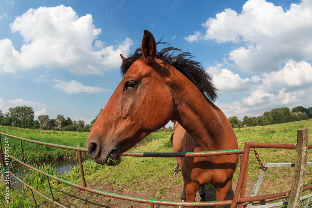 Fototapeta premium brown horse on pasture by fence