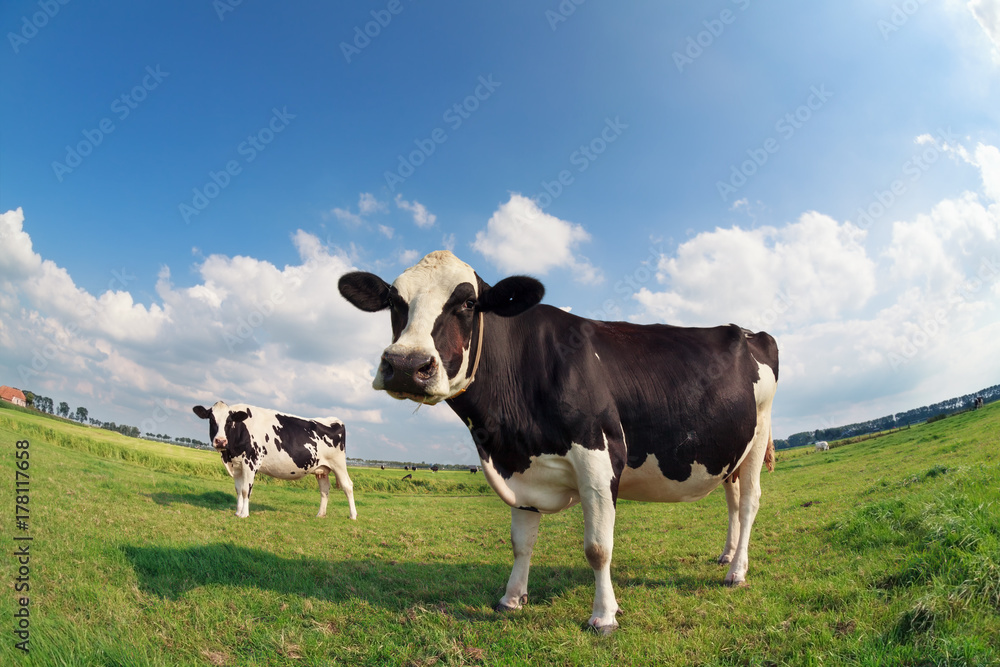 two cows on green pasture on sunny day