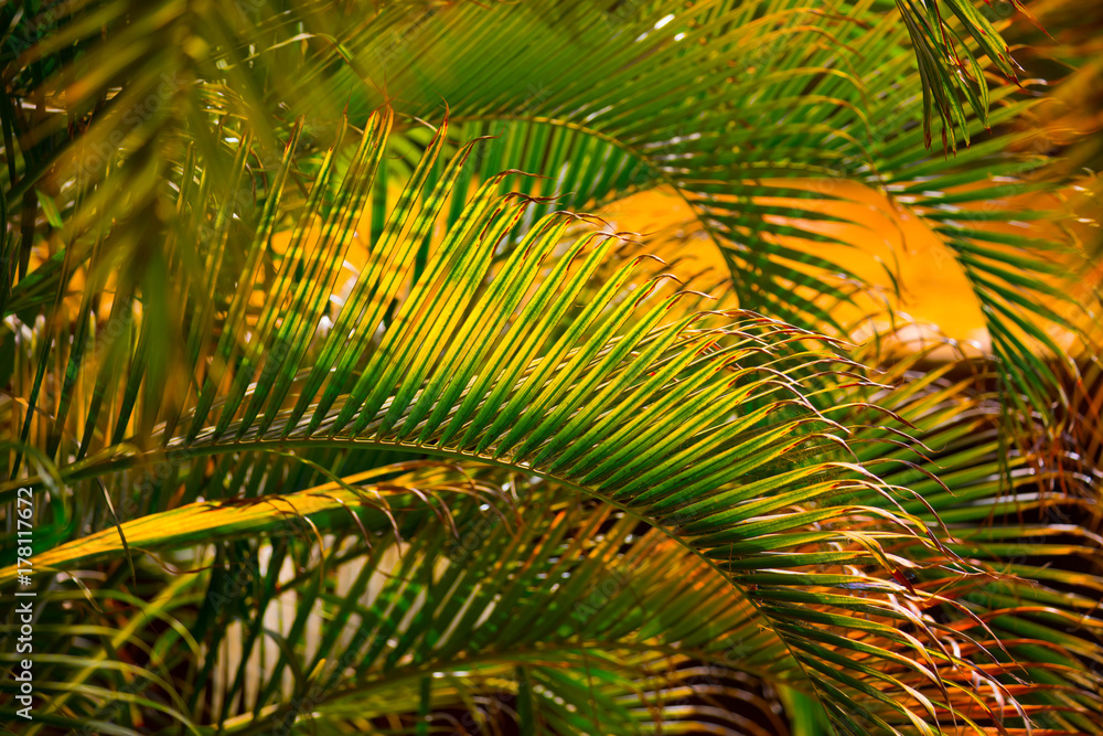 Fototapeta premium tropical palm leaves background with lush foliage