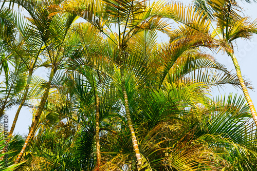 tropical palm tree forest with lush foliage