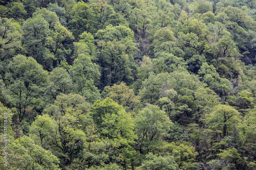 Deciduous green trees in forest on mountainside.