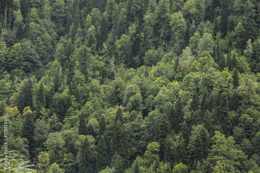 Coniferous green trees in forest on mountainside.