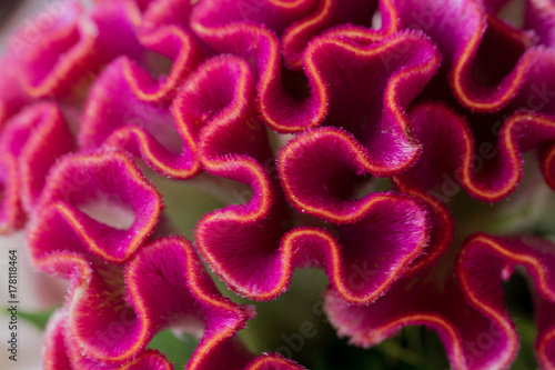 Red velvet or red cockscomb (Celosia cristata), with the flower looking like the head on a rooster (cock) photo