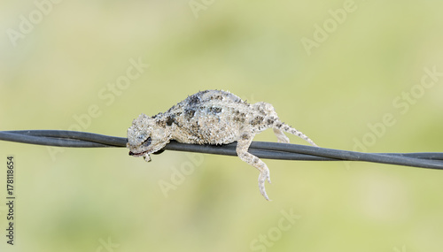 Greater Horned Lizard  Phrynosoma hernandesi  Impaled on Barbed Wire by a Loggerhead Shrike in Rural Eastern Colorado