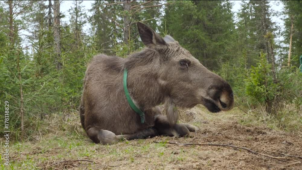 Female moose uprising from the ground