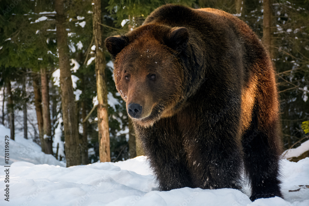 Fototapeta premium old brown bear stand and stare in the winter forest. lovely wildlife scenery in evening light