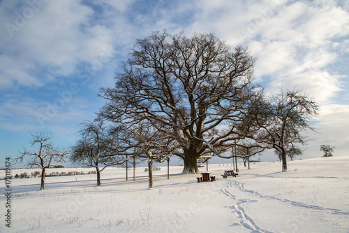 Winter Landscape / Millennium oak