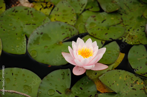 waterlilly on green foliage in pond