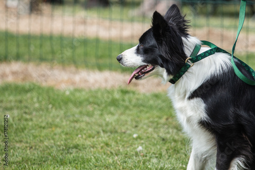 border collie