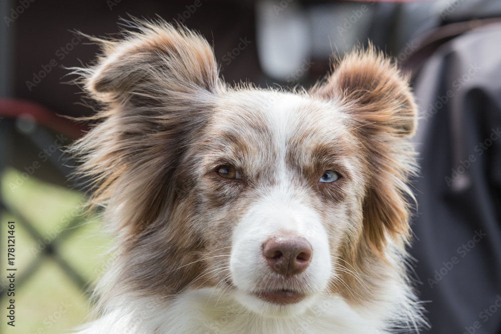 border collie border collie