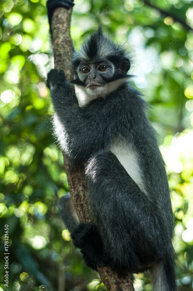 Langur Monkey Langur Monkey