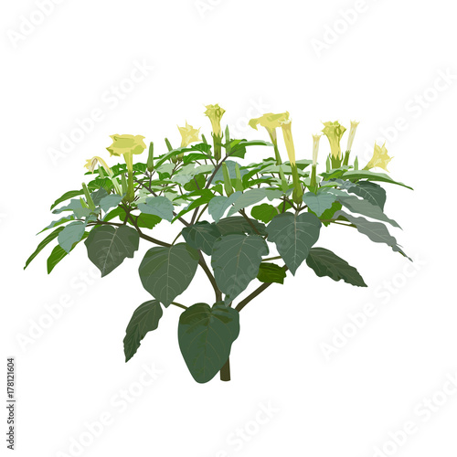 The blossoming plant a thornapple (Datura L.)