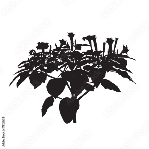 Silhouette of the blossoming plant a thornapple (Datura L.)