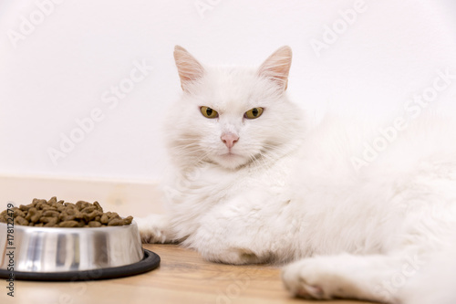 Beautiful tabby cat sitting next to a food bowl, placed on the floor, and eating