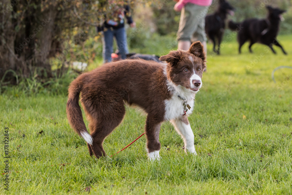 Fototapeta premium border collie