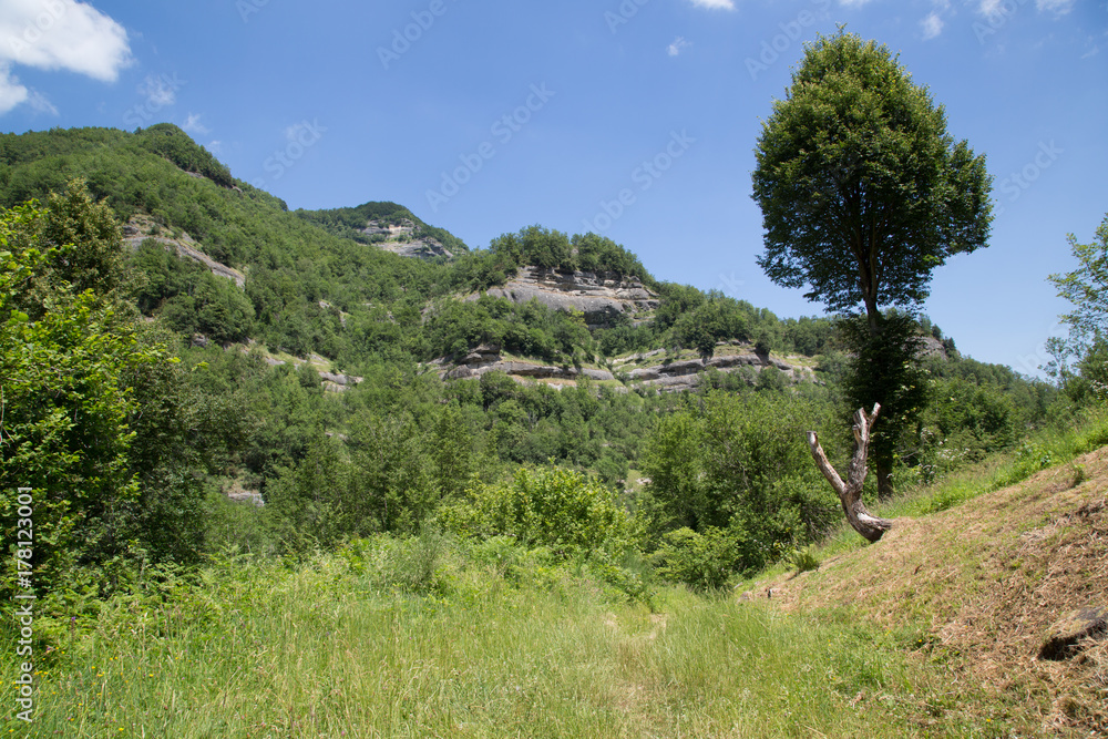 Sentiero, valle della Volpara, estate Sentiero, valle della Volpara, estate