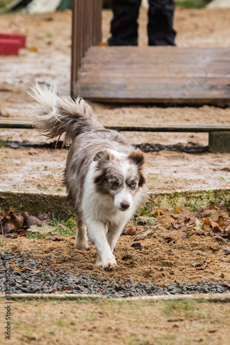 border collie