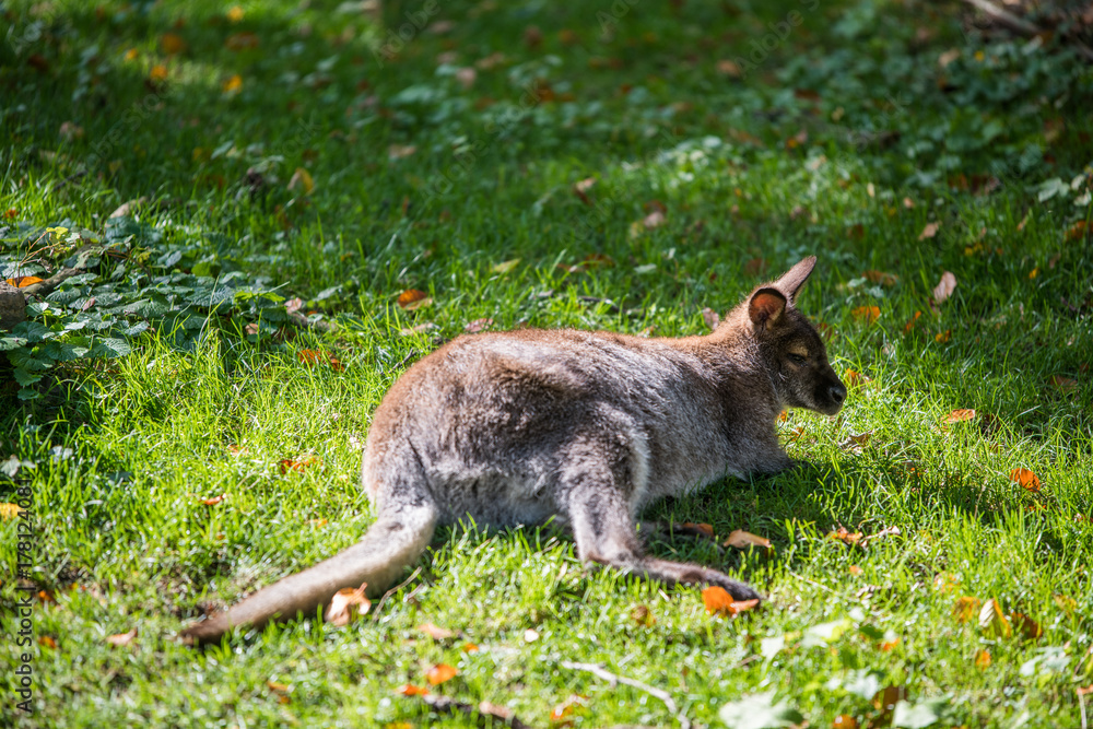 Obraz premium Tree kangaroo lying on green grass