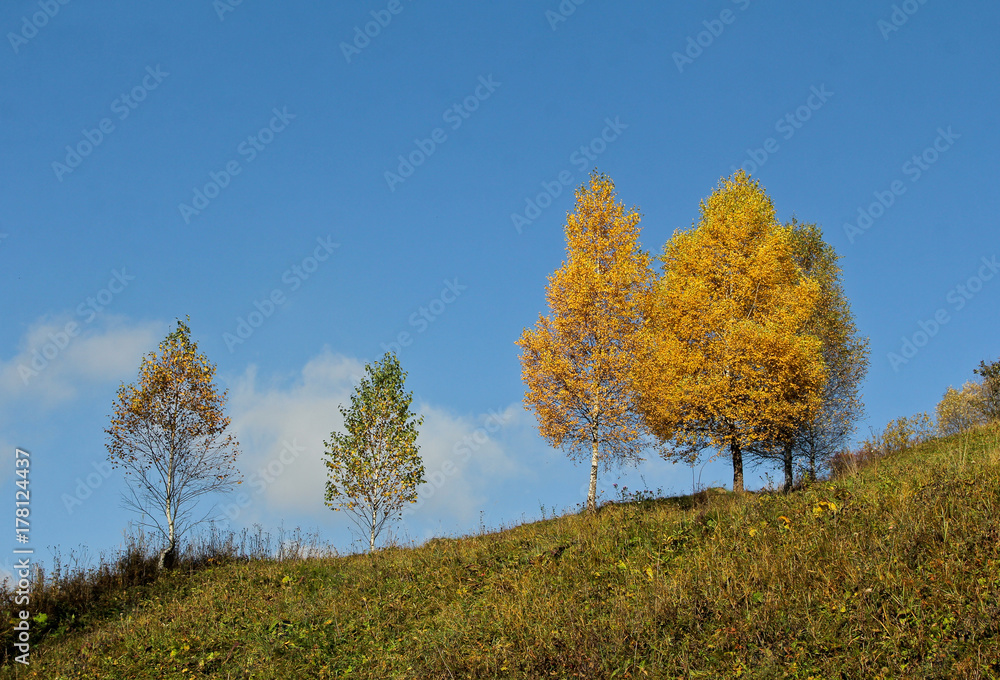 Landscape of mountain autumn. Hill with green, orange and yellow birch trees. Countryside in the fall time. Background of the Carpathian mountains in the Ukraine.
