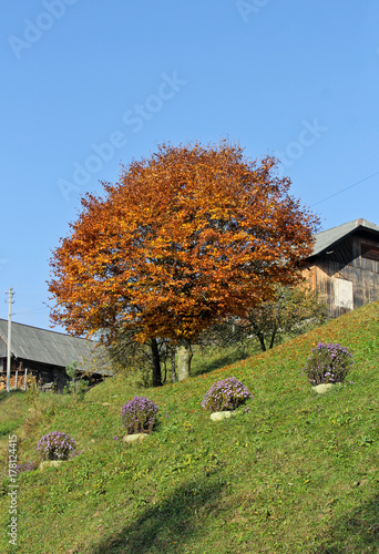 Hill with orange colorful tree. Landscape of mountain autumn village. Countryside in the fall time. Background of the Carpathian mountains in the Ukraine.