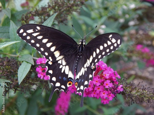 Black Swallowtail butterfly in the butterfly bush