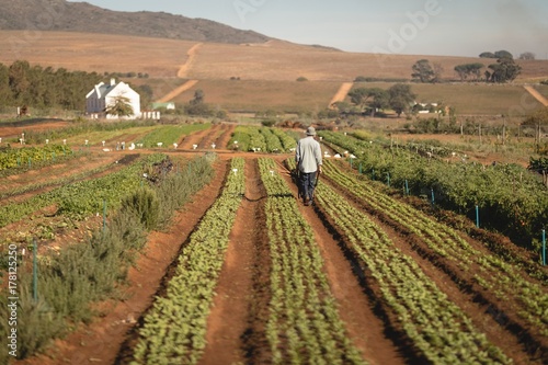 Farmer working in the field