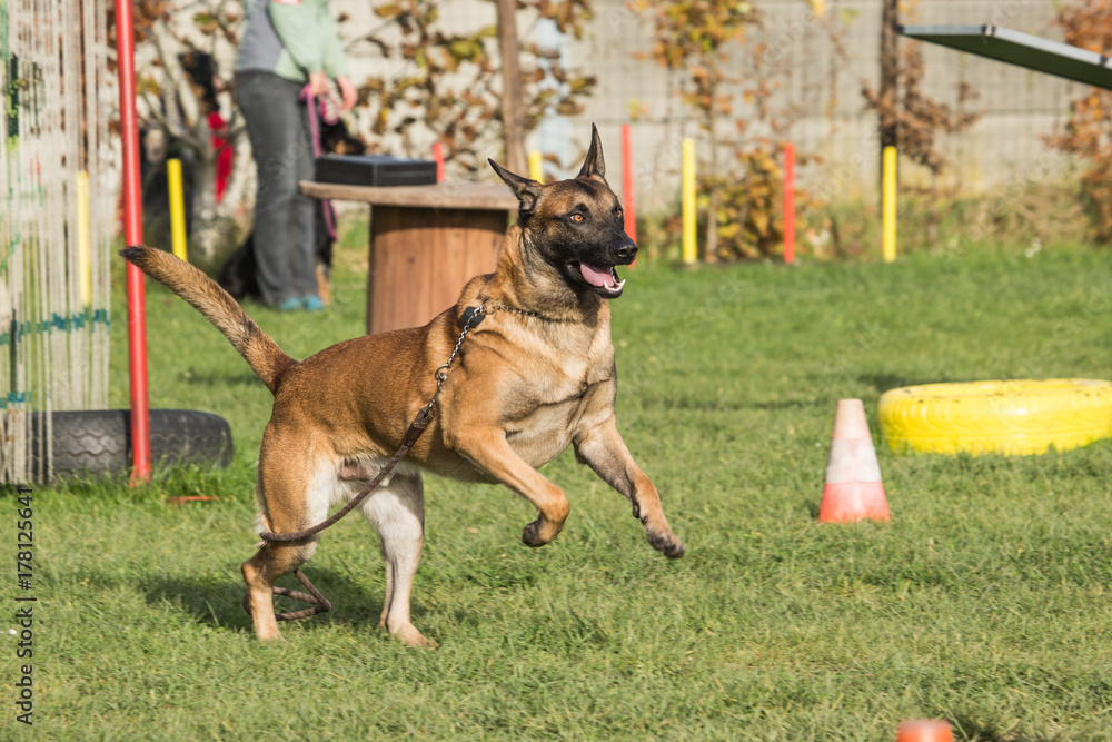 malinois malinois